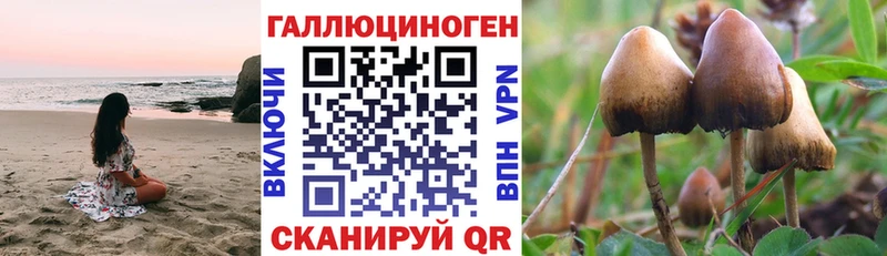 Псилоцибиновые грибы Cubensis  Нерехта 
